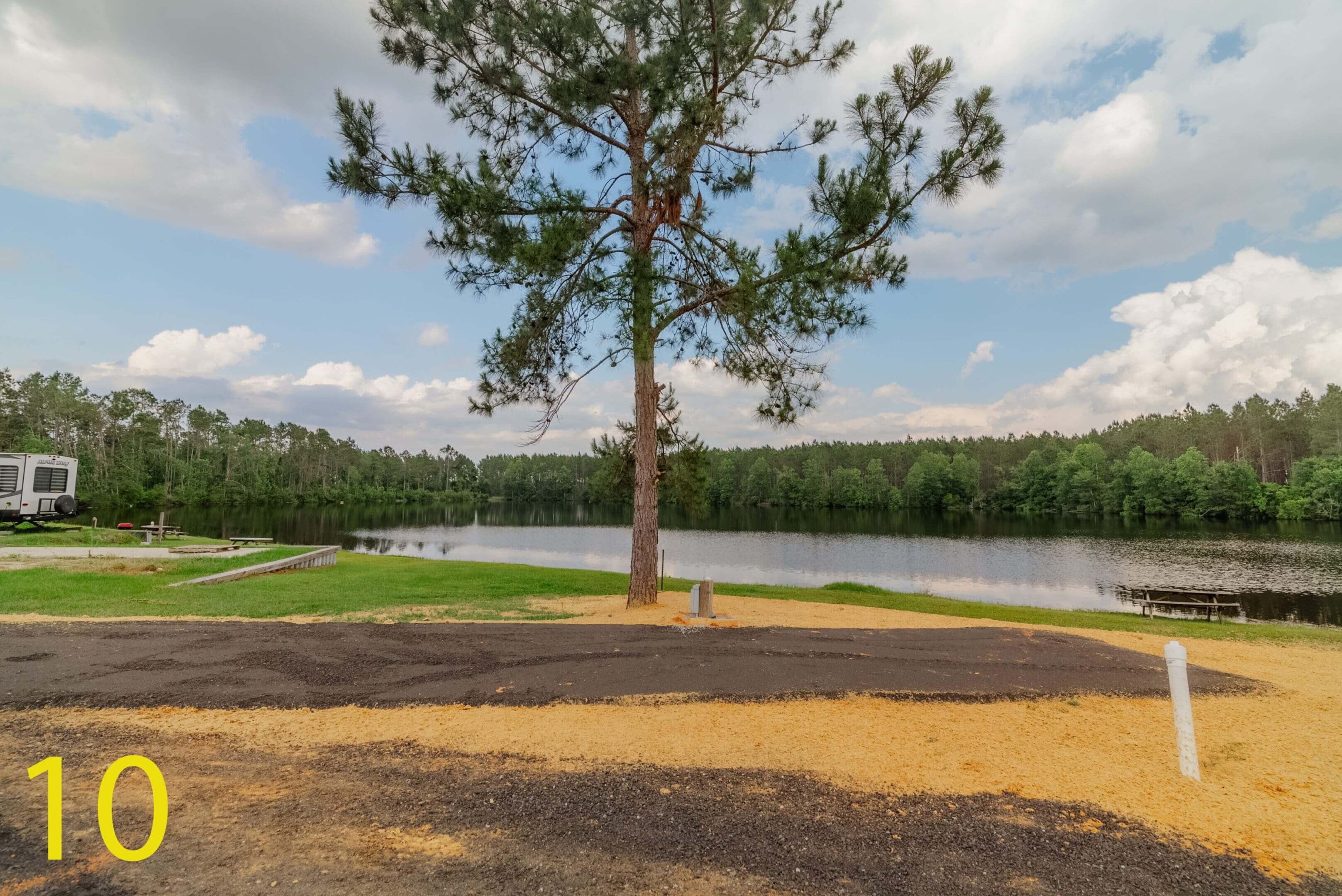 A tall pine tree near a calm river under a partly cloudy sky.